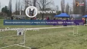 ЮНИОРЫ СУКИ ДШ / КЧК КРАСНОДАР 30 марта`25 В.Хижняк Моно немецких овчарок