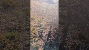 Алатар. Опрыскивание распылителем Finland (Fiskars).