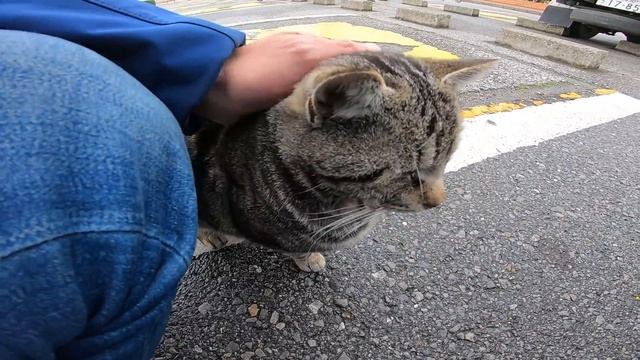 帰ろうと車に戻ったら野良猫が待ち伏せしてた