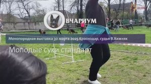 МОЛОДЫЕ СУКИ / КЧК КРАСНОДАР 30 марта`25 В.Хижняк Моно немецких овчарок