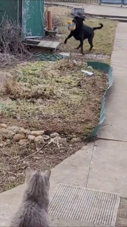 Кулинарный поединок