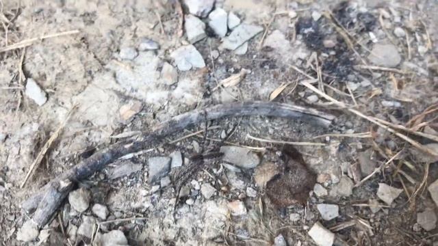 LEARNING about the slender crab spider (tibellus) смотреть онлайн