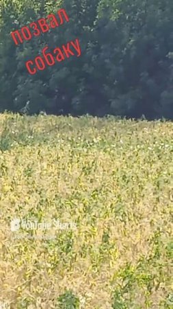 Позвал собаку с собой.