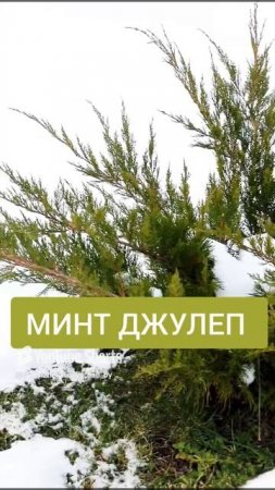 ХОРОШАЯ ПОГОДА ДЛЯ МОЖЖЕВЕЛЬНИКОВ. 11.12.2022