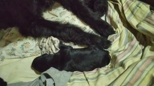 5 дней малышам Пули и Зигзага..2марта 23ю4г. Роман-Кош Царина и Цертус. Севастополь