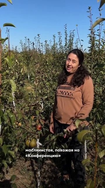 Многосортовая груша сортов «Ноябрьская Молдовы» и «Киркизская зимняя» на карликовом подвое (часть 1 смотреть онлайн