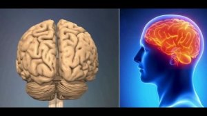 Мозговые оболочки. 3D моделирование.