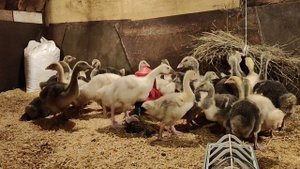 Холмогорские гусята