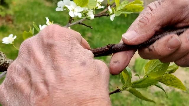Улучшенная копулировка плодовых деревьев. Когда? Результаты прививок смотреть онлайн