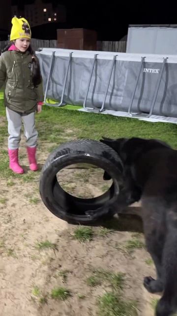 Новая игрушка Демона#dog#zoo#немецкаяовчарка#чернаянемецкаяовчарка смотреть онлайн