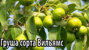 Груша сорта Вильямс особенности посадки и выращивания