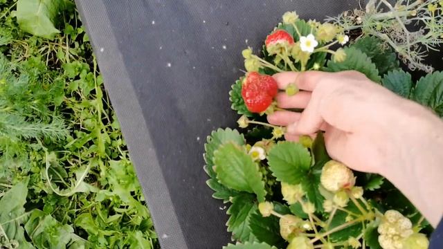 Обзор цветущего огорода. Возвращаемся в лето! смотреть онлайн