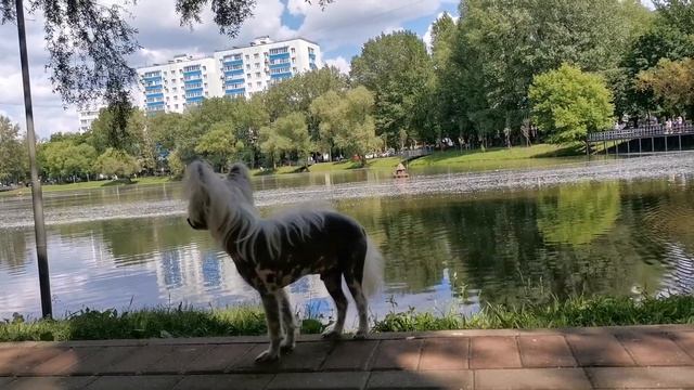 Прогулка на пруд. смотреть онлайн