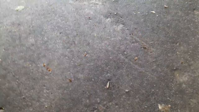 Тимофей и шнурки смотреть онлайн