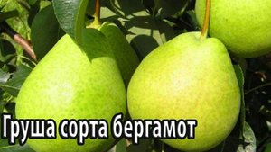 Груша сорта бергамот особенности посадки и выращивания