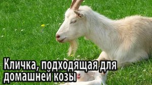 Кличка, подходящая для домашней козы