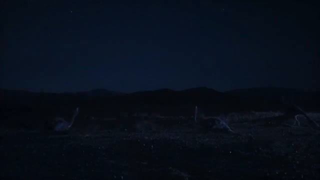 Prehistoric Planet 2 2023 - Corythoraptor Screen Time