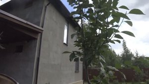 Летняя обрезка СЛИВЫ. ВЕРЕТЕНО  с якорными ветками (или ветками "стола")