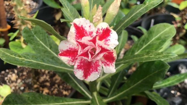 Ya abrio la Stapelia смотреть онлайн