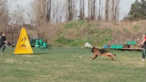 3 Отл. Баларис ИВАР 2 ++ / КЧК КРАСНОДАР 30 марта`25 В.Хижняк Моно немецких овчарок