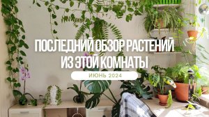 ЦВЕТОЧНЫЙ ВЛОГ: последний обзор растений из этой комнаты перед переездом. июнь 2024