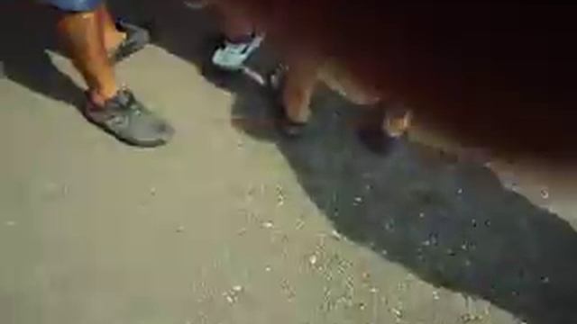 У БРАТА НА ПРИСЯГЕ смотреть онлайн