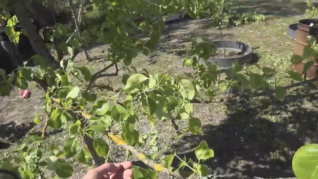 Резкое снижение крон. "Расшиваю" острые развилки. Бактериальный ожог наглядно смотреть онлайн