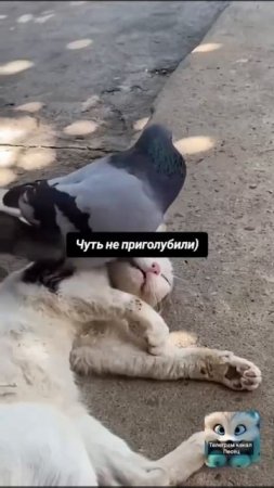 Наглость.