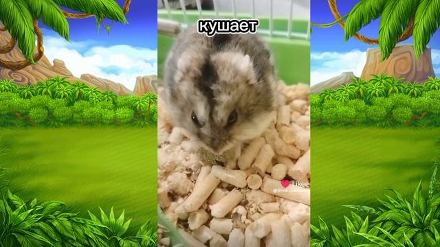 Хомяки-смешные и милые животные|Смешные пушистые друзья. выпуск от 10.05.2024.