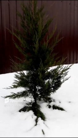 МОЖЖЕВЕЛЬНИКИ САМИ ПОДНИМАЮТ ВЕТОЧКИ