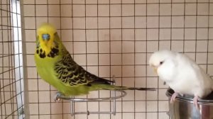 Выставочный волнистый попугай ЧЕХ питомник king parrot ru 1