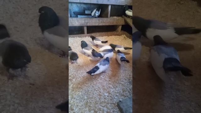 Дубовские голуби смотреть онлайн