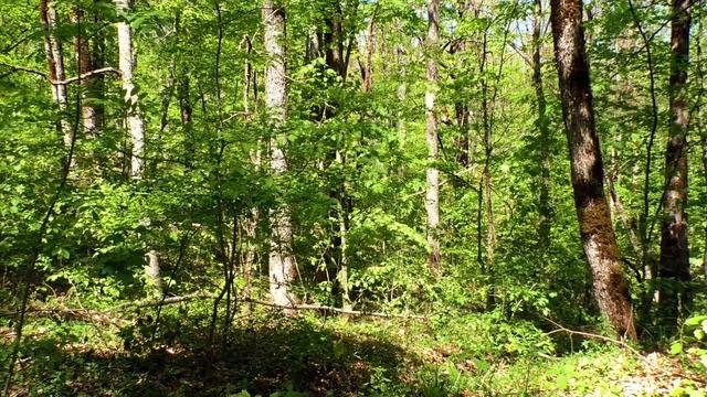 Sounds of the forest / Звуки леса смотреть онлайн