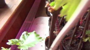 Саженцы: Спасаем сломанную лозу. Досвечивание. Почему нет каталога