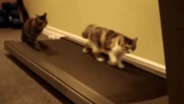 Кошки на тренажере
