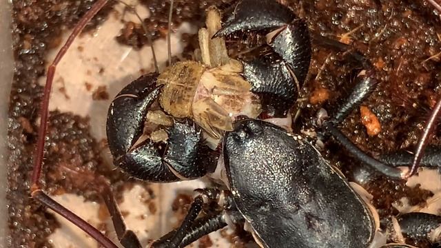 Mastigoproctus giganteus смотреть онлайн