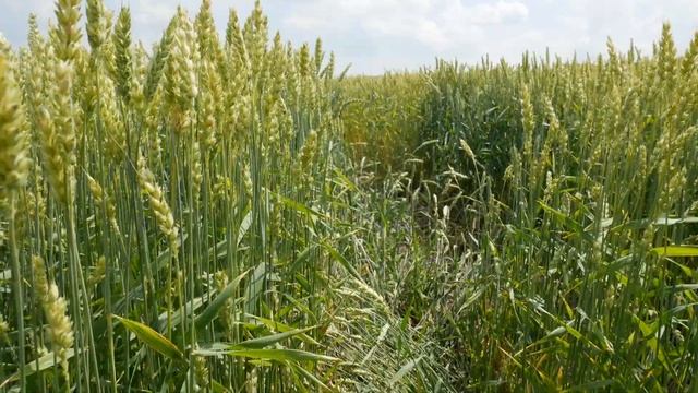 Ячмінь, Пшениця. Про агрегат сівалка OvTech. Результати!!! смотреть онлайн