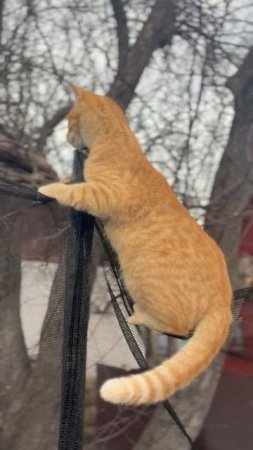Бублик #жизньзагородом #животные #кот #котики #cat