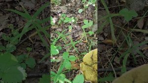 Белый гриб, мухомор серо-розовый и другие съедобные лесные грибы