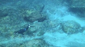 GlobalShark в своей стихии 💣🌊🔝