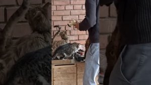 Как сажать деревья с закрытой корневой системой