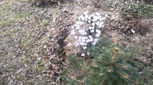 Цветение крокусов. Первые вестники весны. 31 марта 2025