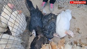 2-Oktyabr, 2022 ТУРТКУЛЬ ТОВУК БОЗОРИ