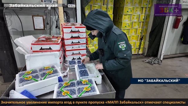 Значительное увеличение импорта ягод в пункте пропуска «МАПП Забайкальск» отмечают специалисты