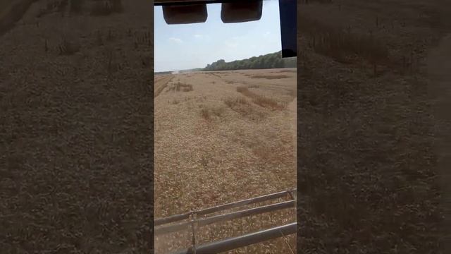 уборочная 2021. смотреть онлайн