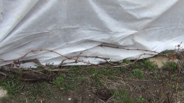 Когда винограду нужны весенние укрытия смотреть онлайн