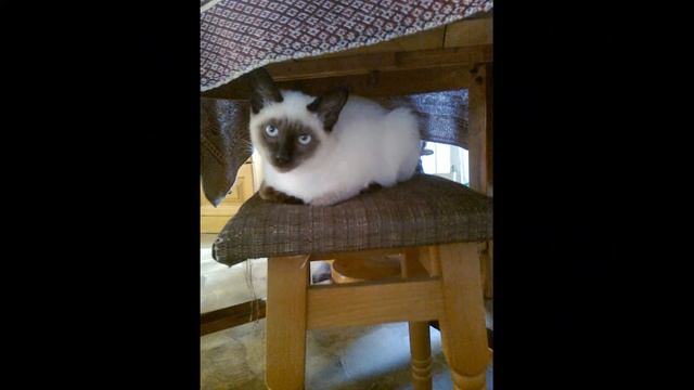 Внешность сиамских кошек смотреть онлайн