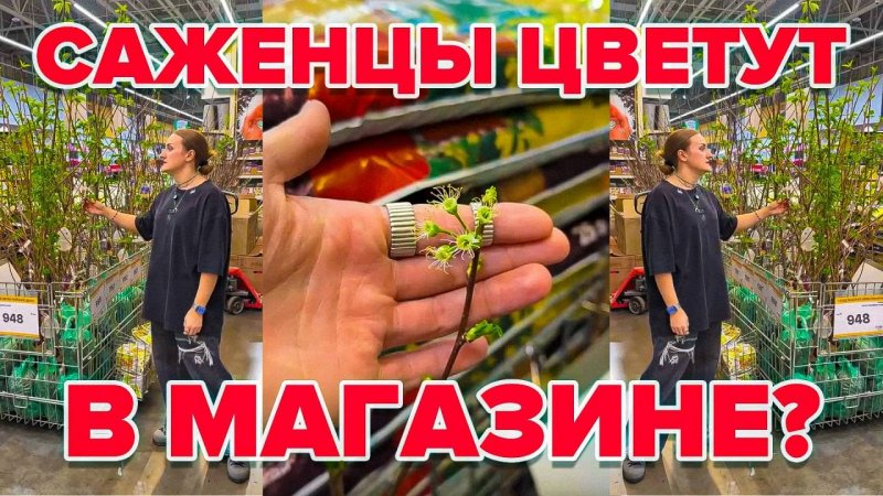 САЖЕНЦЫ ПРОСНУЛИСЬ! ЧТО ДЕЛАТЬ?