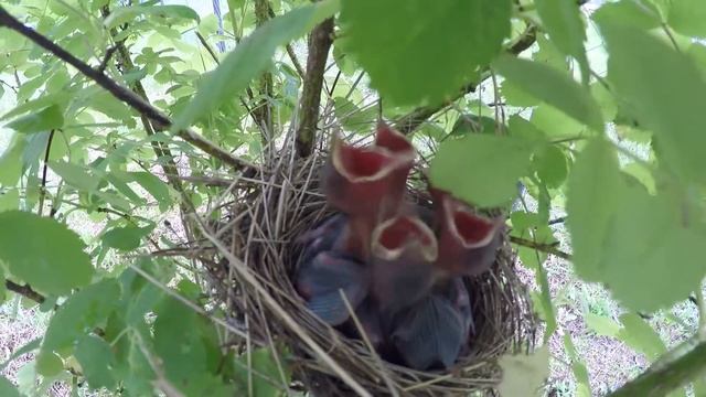 Птенцы смотреть онлайн