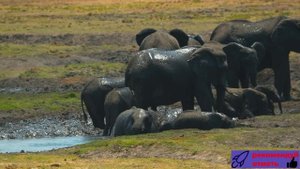 Африканские слоны - Интересные факты о величественных животных.